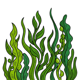 Seaweed